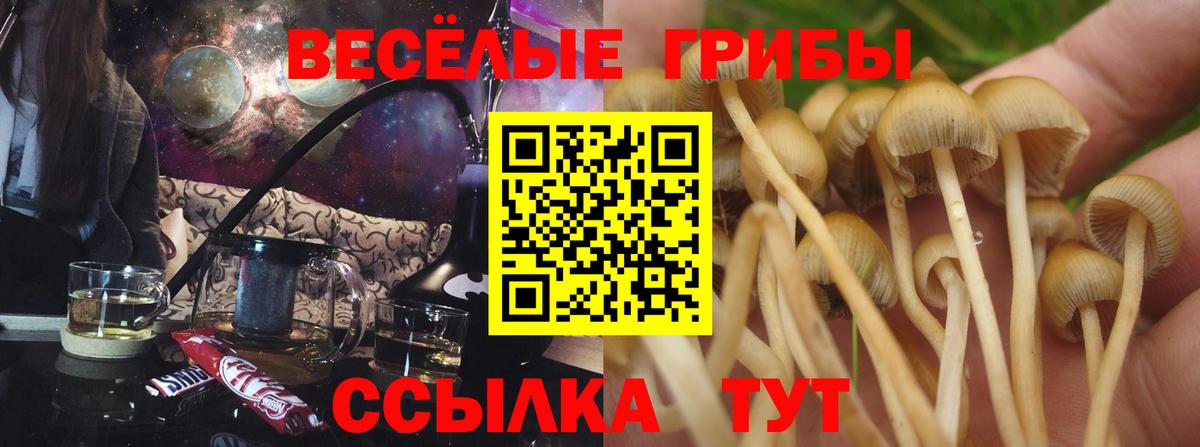 Псилоцибиновые грибы Psilocybine cubensis Ковров